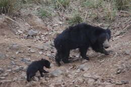 Image of Sloth Bear