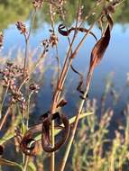 Sivun Persicaria glabra (Willd.) Gomez de la Maza kuva