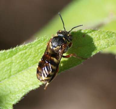 Image of Dianthidium texanum (Cresson 1878)