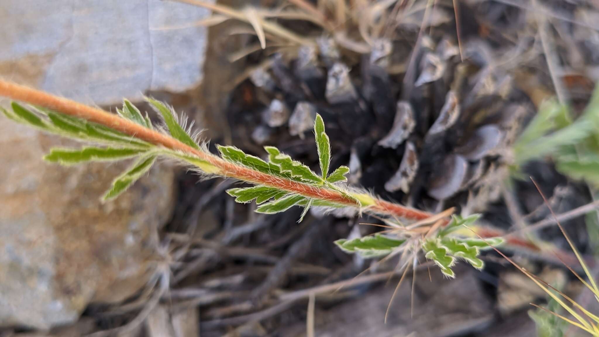 Image of Potentilla nevadensis Boiss.