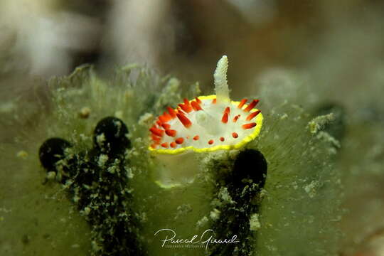 Image of Diaphorodoris papillata Portmann & Sandmeier 1960