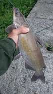 Image of channel catfish