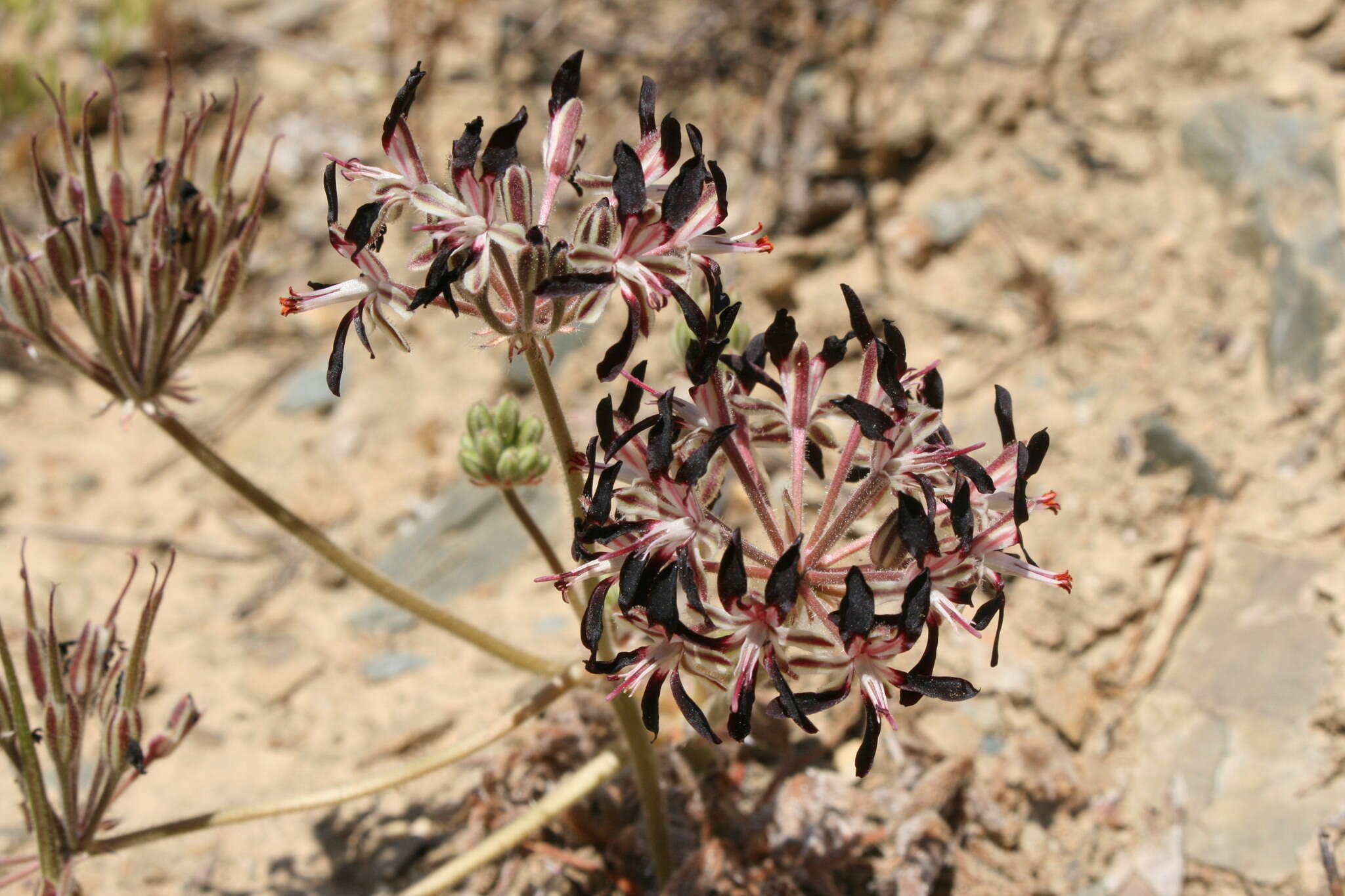 Image of Pelargonium auritum subsp. auritum