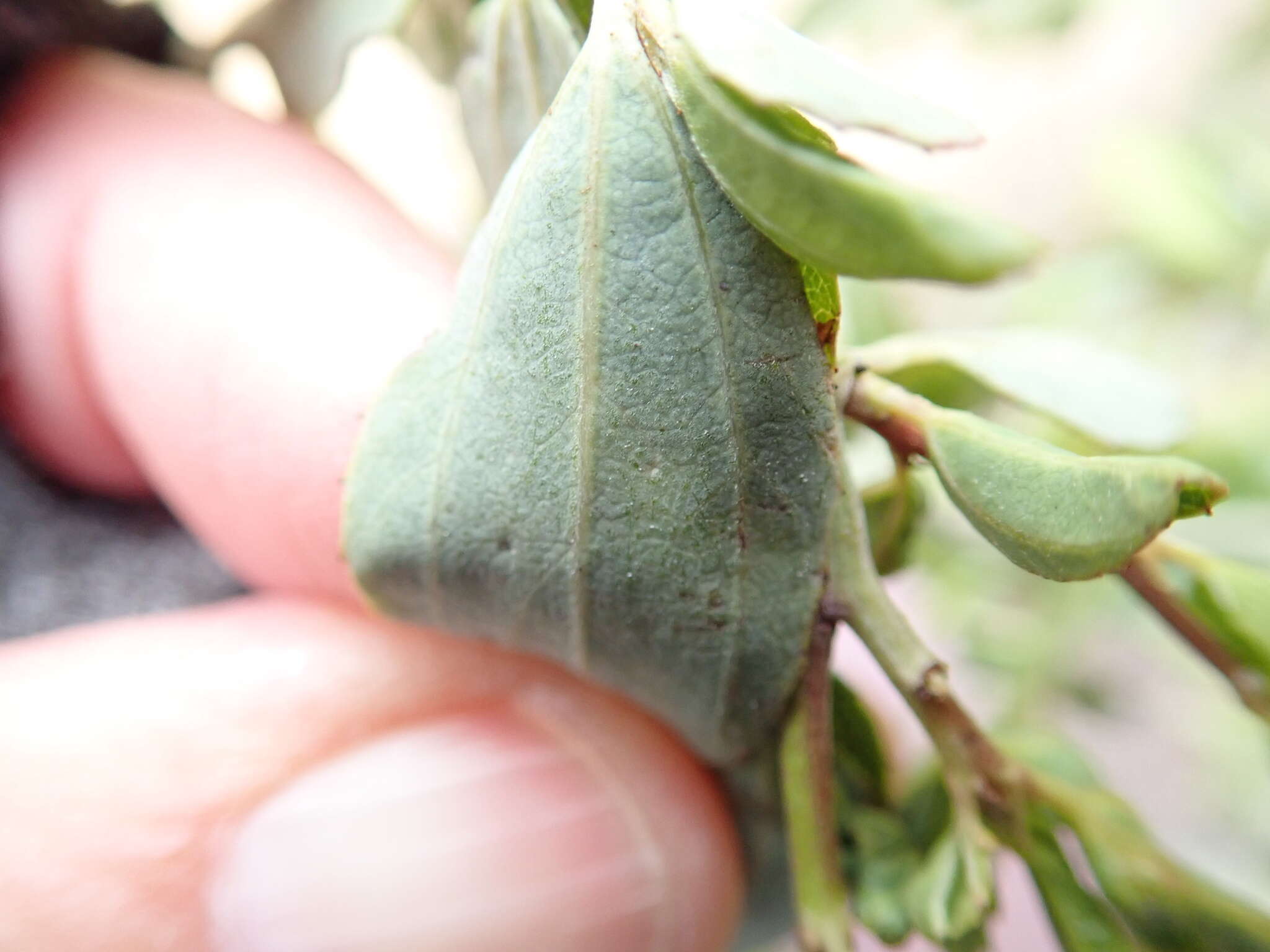 Imagem de Ceanothus cyaneus Eastwood