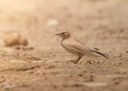 Image of Desert Lark