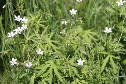 Image of Geranium pseudosibiricum J. Mayer