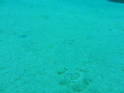 Image of Wide-eyed Flounder