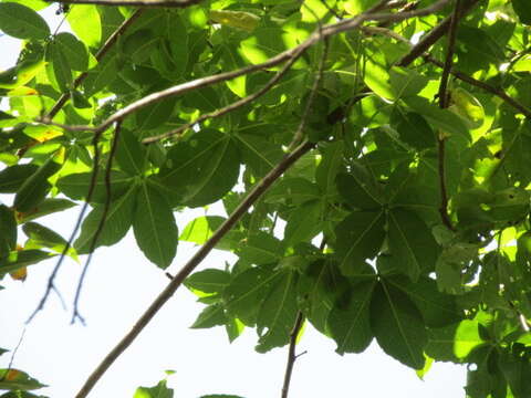 Image of Ceiba glaziovii (Kuntze) K. Schum.