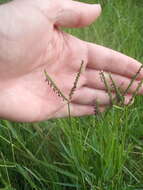 Image de Paspalum distichum L.