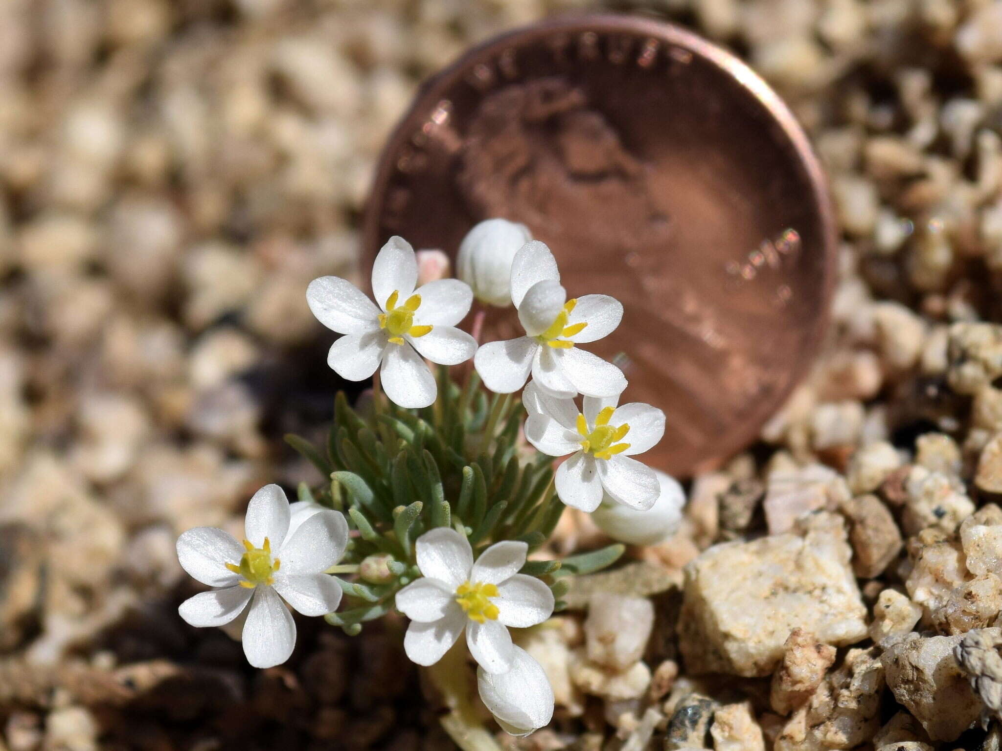 Image of White pygmy-poppy