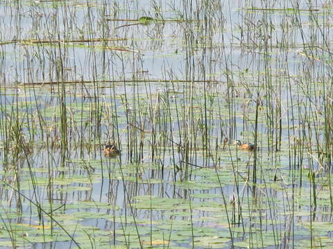 Image of African Pygmy Goose