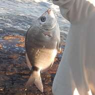 Image of Silver porgy