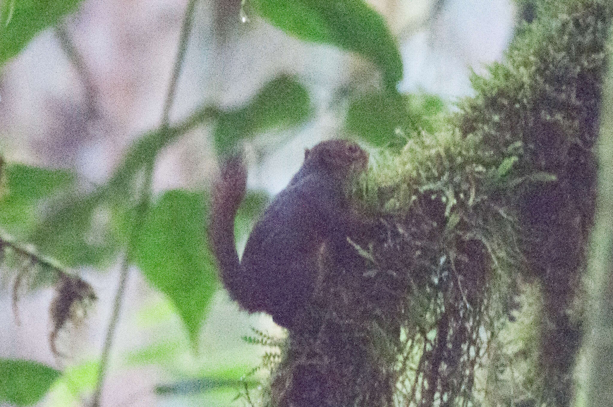 Image of Western Dwarf Squirrel