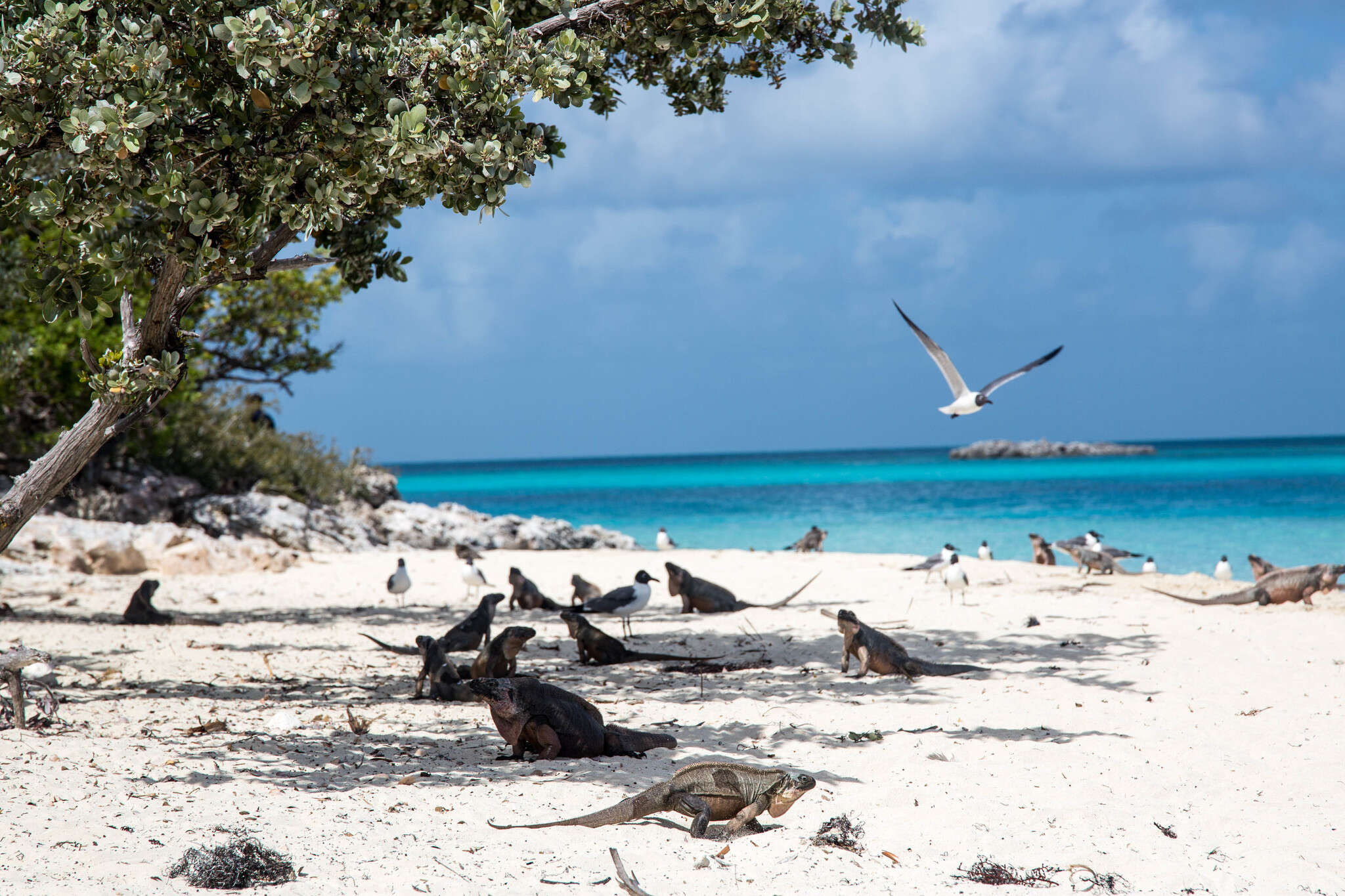 Image of Andros Island Iguana