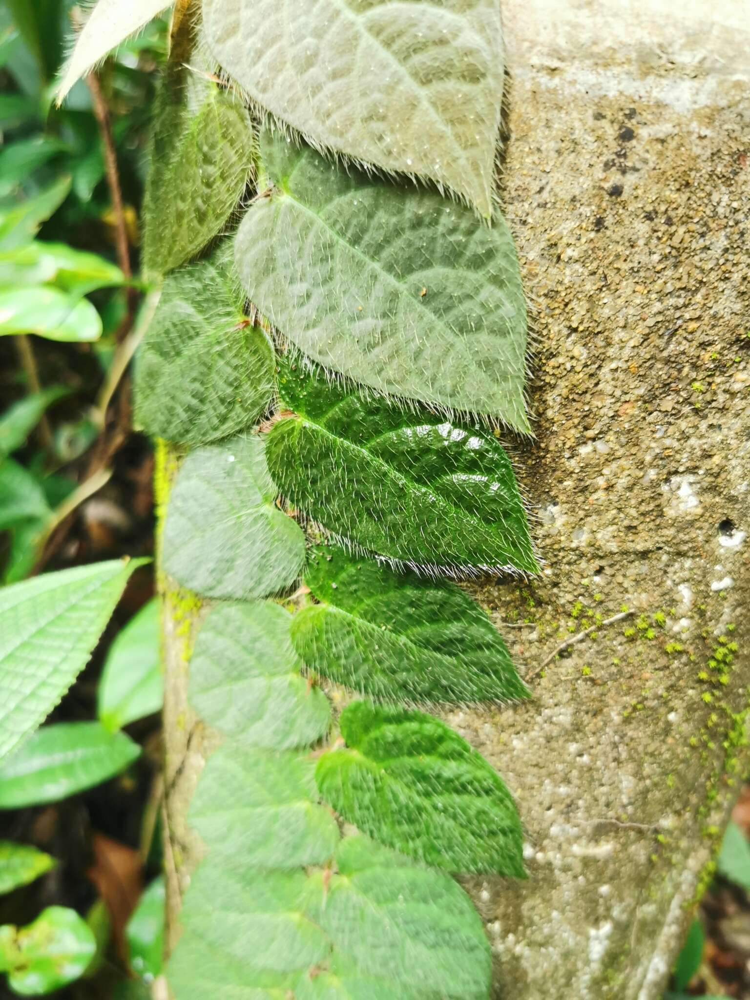 Image de Ficus villosa Bl.