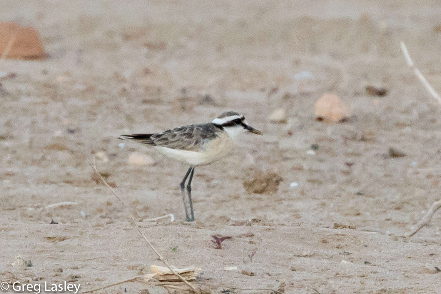 Image of Kittlitz's Plover