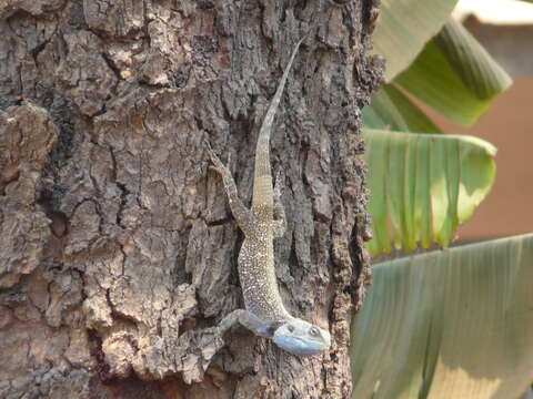 Acanthocercus cyanocephalus (Falk 1925) resmi