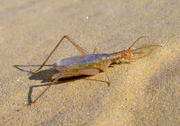 Image of tree-cricket