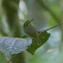 Image of Yellow-browed Antbird