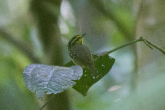 Image of Yellow-browed Antbird