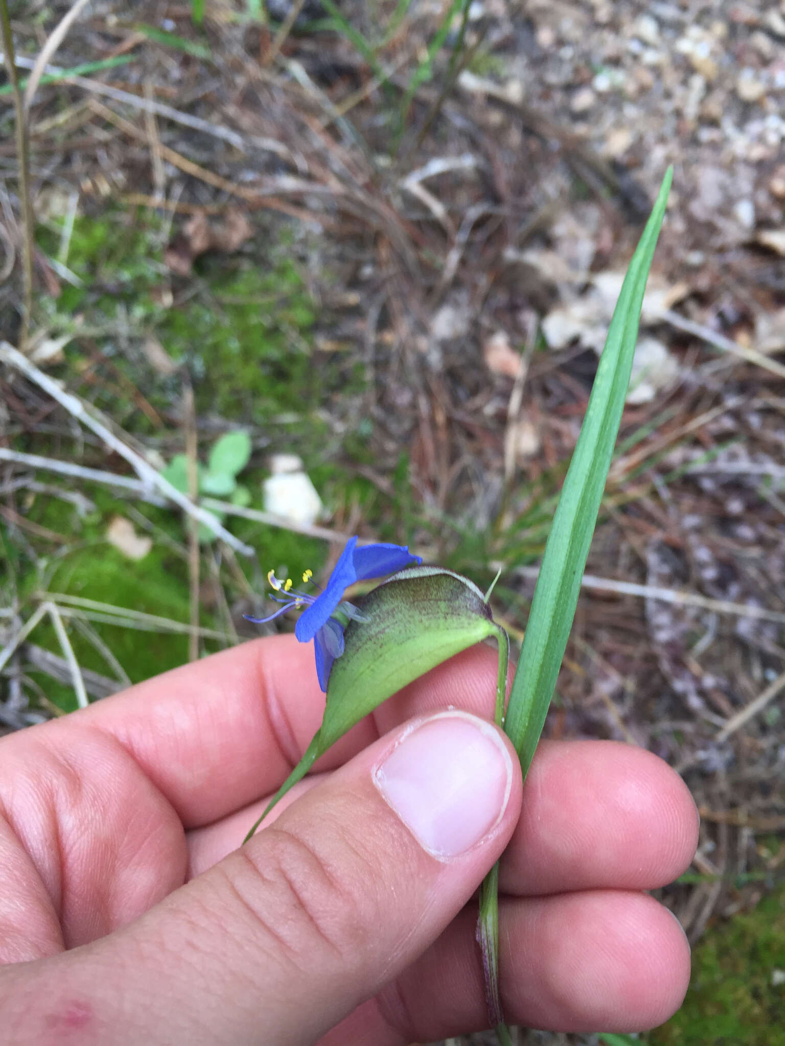 Image of birdbill dayflower