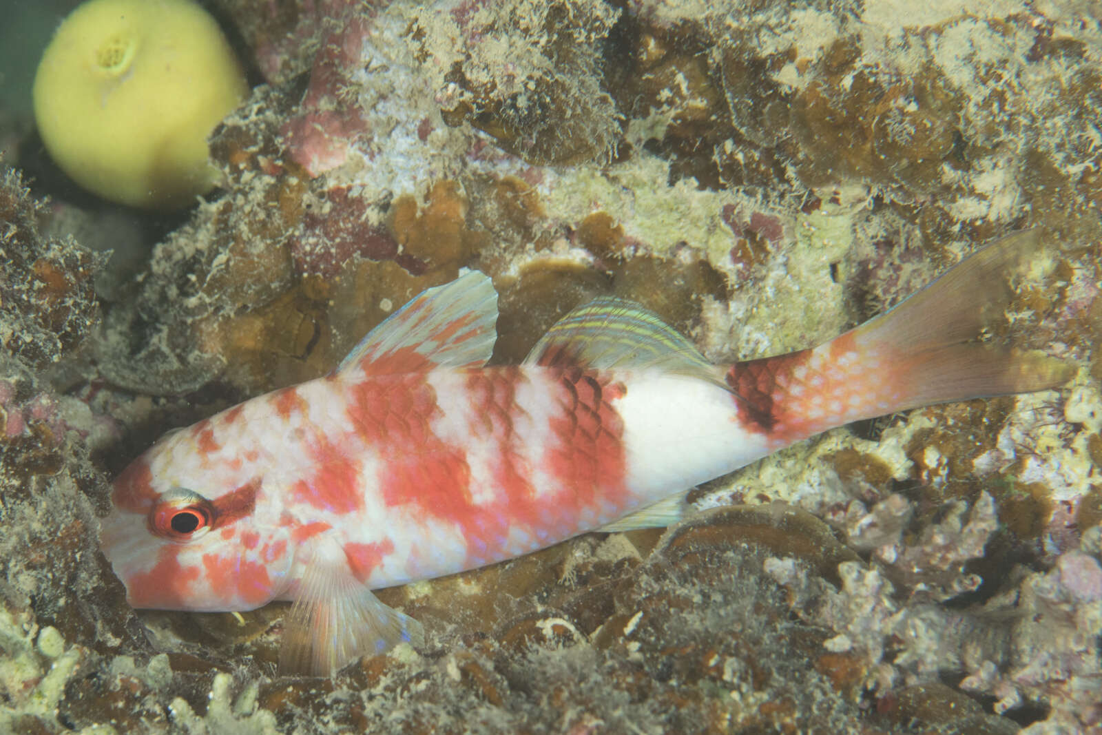 Sivun Parupeneus multifasciatus (Quoy & Gaimard 1825) kuva