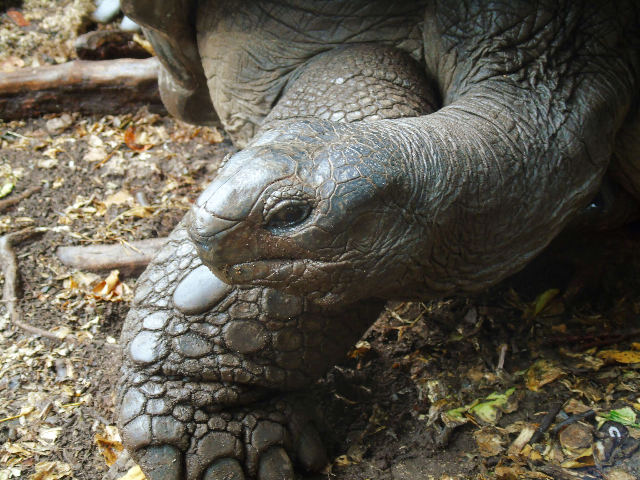 Image of Aldabrachelys