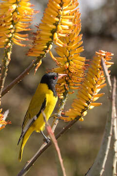 Image of African Black-headed Oriole