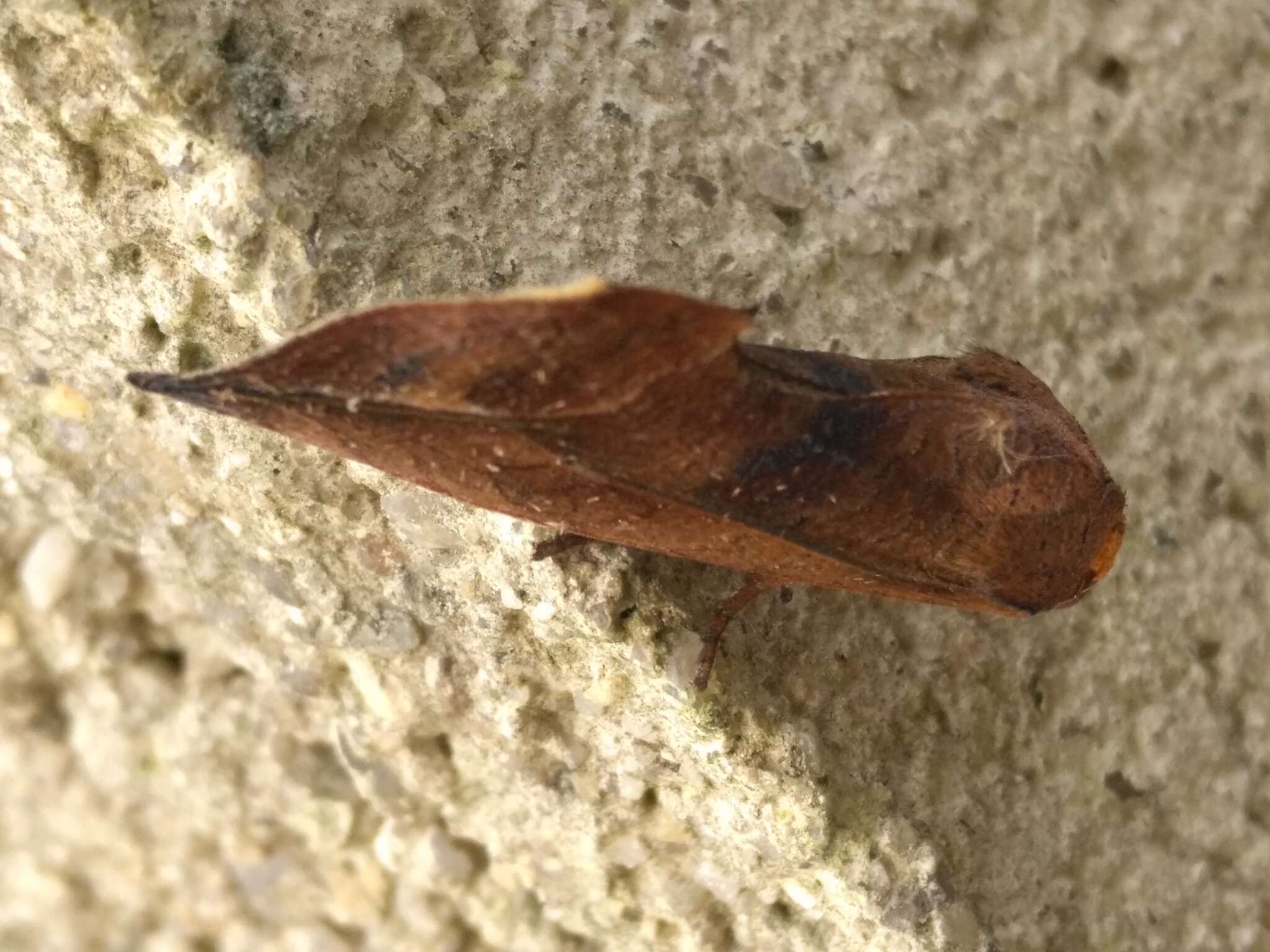 Image of Moth