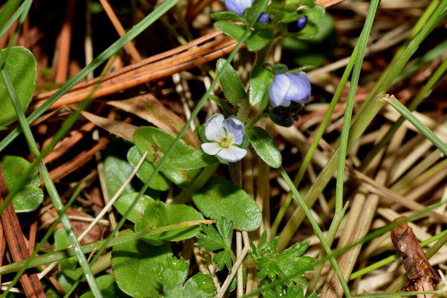 Image of brightblue speedwell