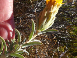 Image of Pteronia scabra Harv.