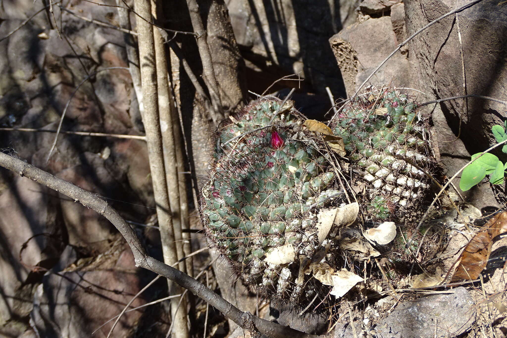 Image of Mammillaria sonorensis R. T. Craig