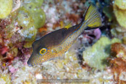 Слика од Canthigaster rostrata (Bloch 1786)