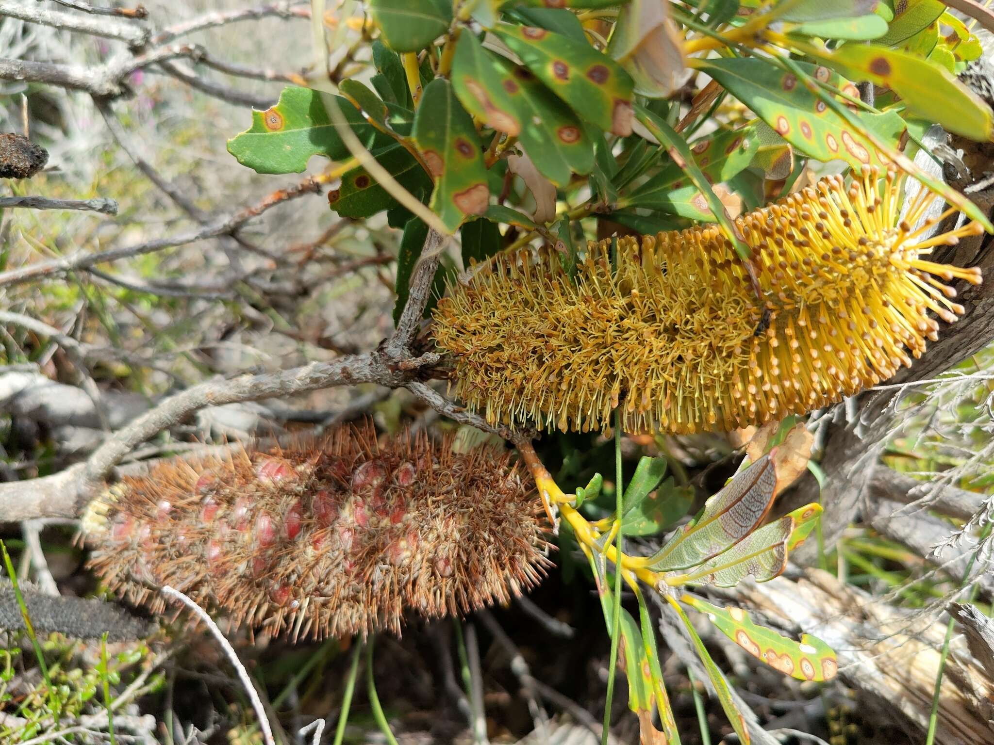 Image of Banksia paludosa R. Br.