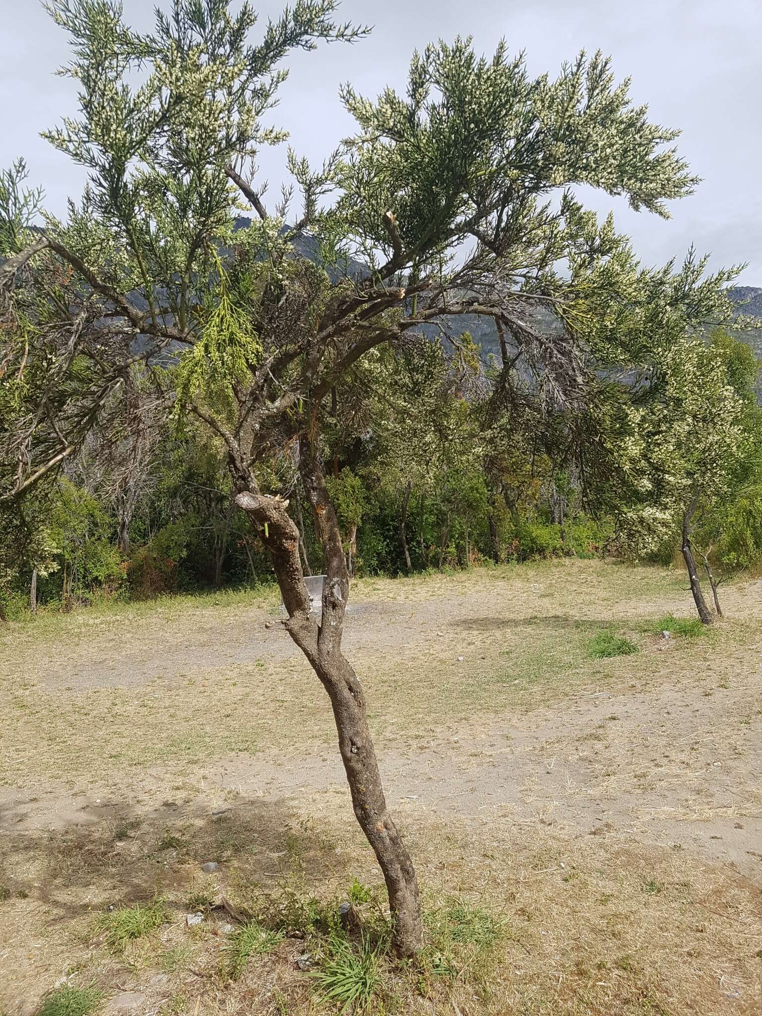 Image of Colletia hystrix Clos