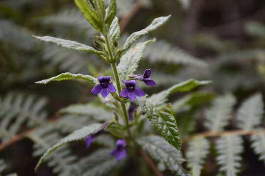 Image of Stemodia suffruticosa Kunth