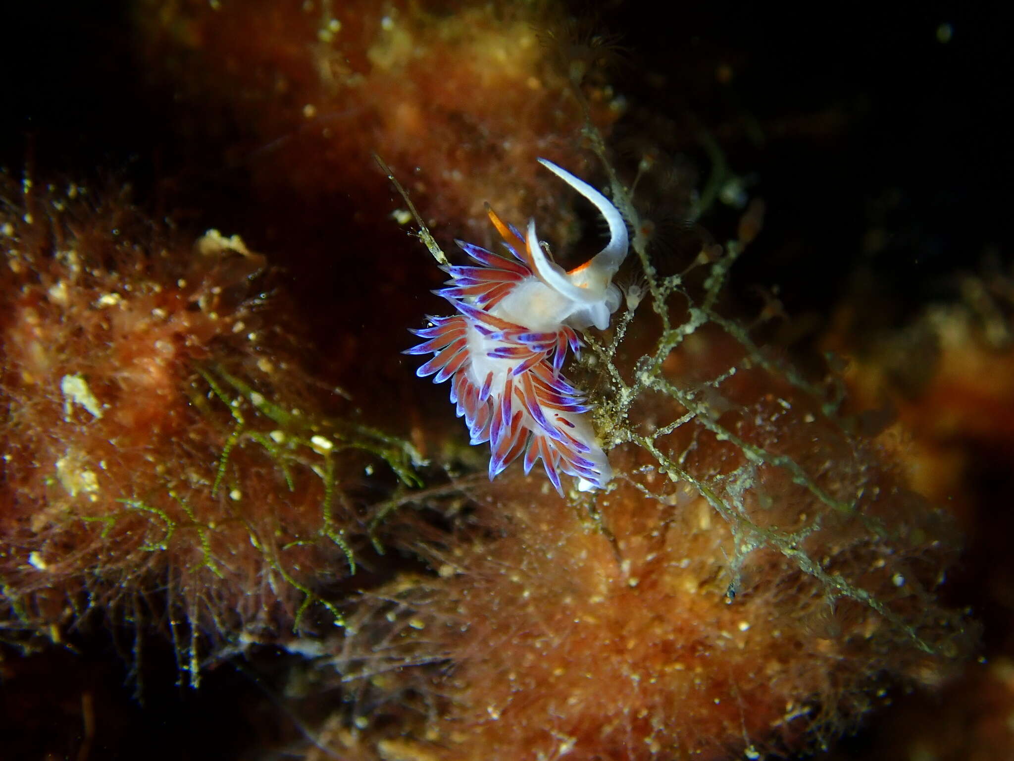 Image of Cratena Slug