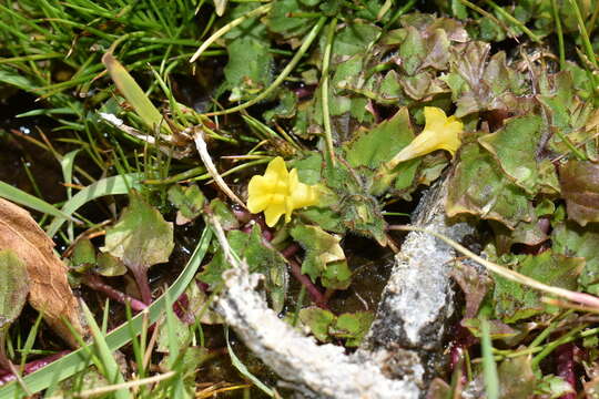 Image of Erythranthe depressa (Phil.) G. L. Nesom