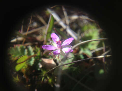 Image of Common Stork's-bill