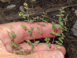 صورة Euphorbia villifera Scheele