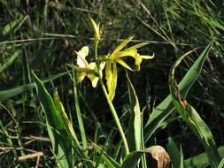 Imagem de Canna glauca L.