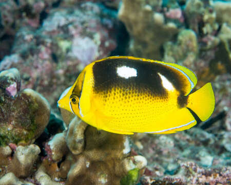 Sivun Chaetodon quadrimaculatus Gray 1831 kuva