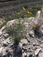 Image de Thelesperma simplicifolium (A. Gray) A. Gray