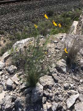 Image of Edwards Plateau greenthread