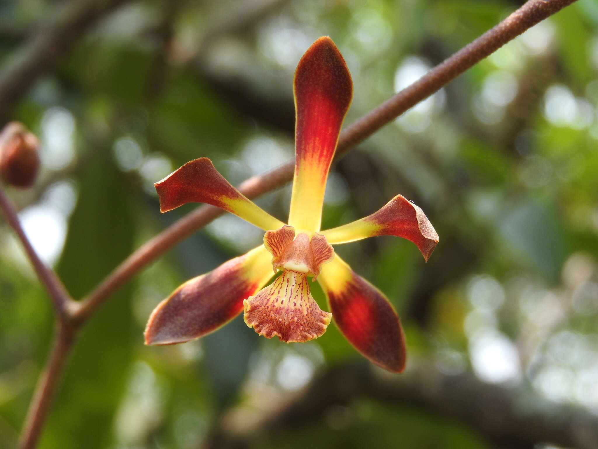 Image of Encyclia alata subsp. parviflora (Regel) Dressler & G. E. Pollard