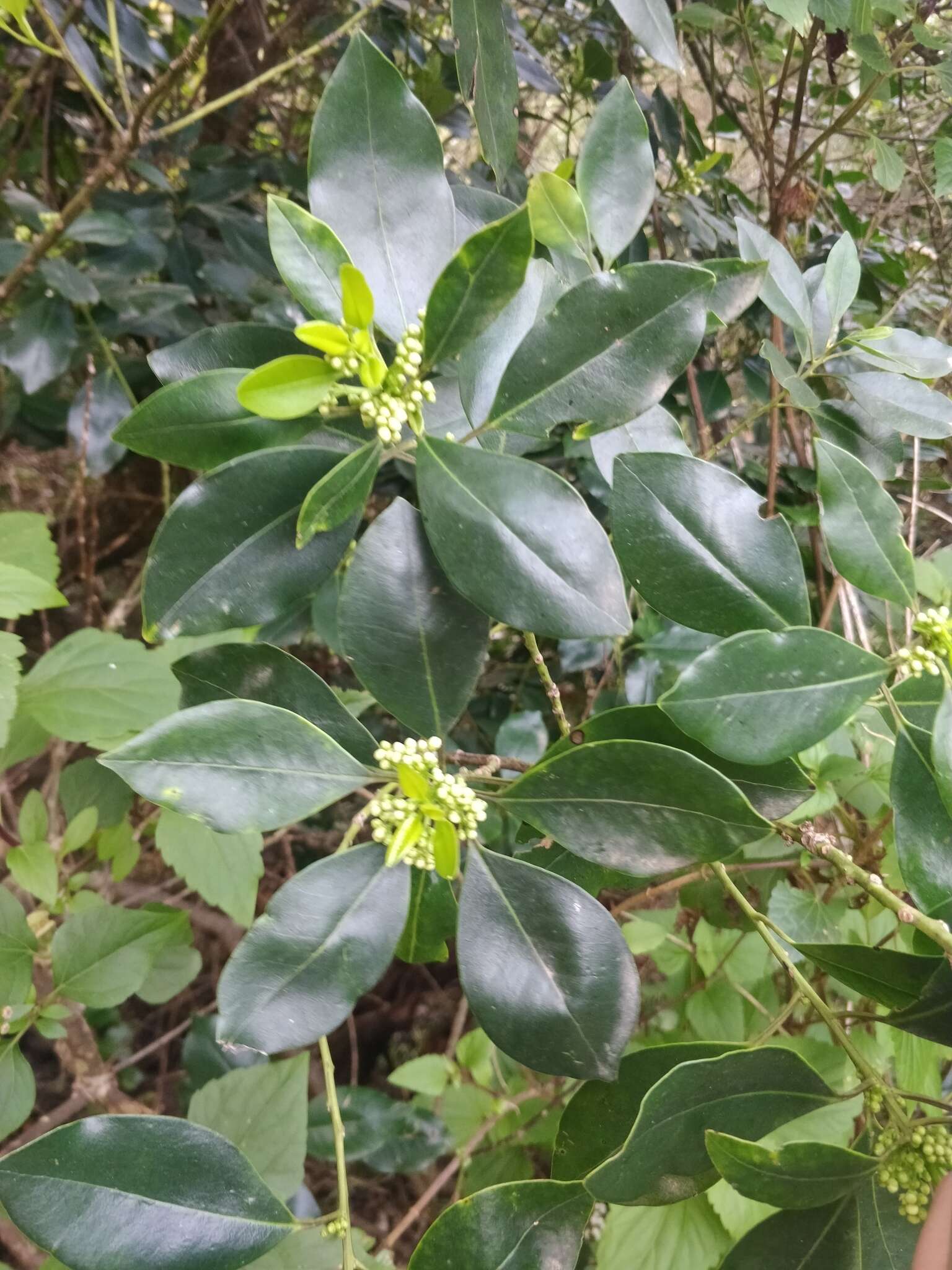 Image of Ilex canariensis subsp. azevinho (Sol. ex Lowe) G. Kunkel