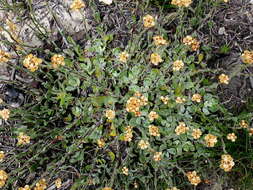 Image de Helichrysum rotundifolium (Thunb.) Less.