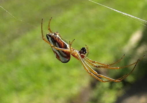 Image of Leucauge festiva (Blackwall 1866)