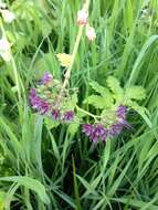 Image of Pacific waterleaf