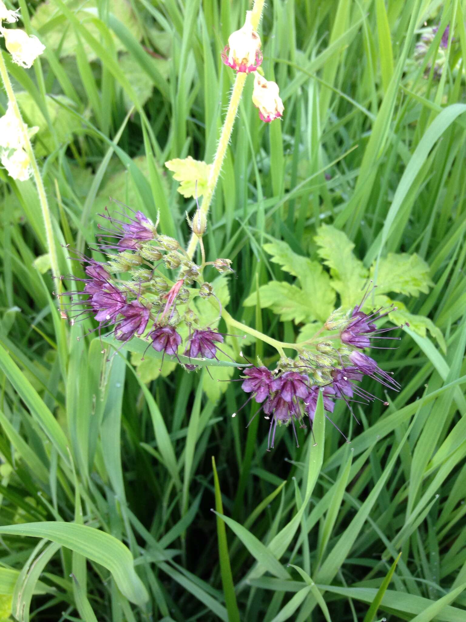 Image of Pacific waterleaf